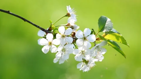 Cherry blossom. 스톡 동영상 44190880
