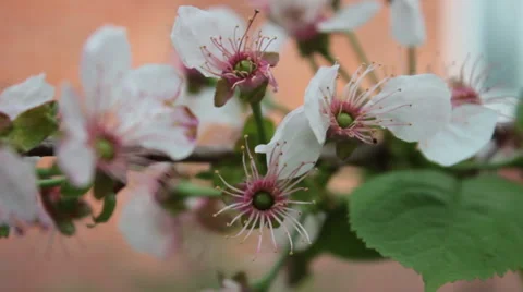 Cherry Blossom Stock-Footage 49996170