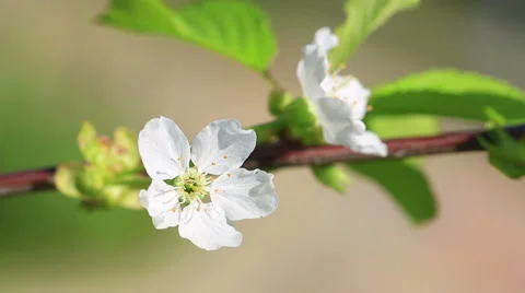 Cherry Blossom Stock Footage 50055593
