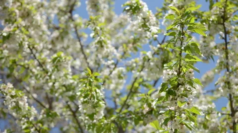 Cherry blossom Stock Footage 50915360