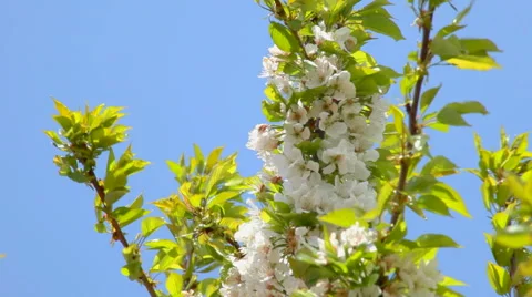 Cherry blossom Stock Footage 50915733
