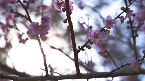 Cherry Blossom Stock Footage 51892457