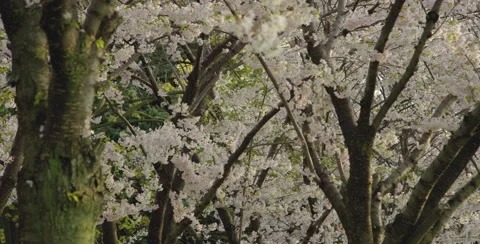 Cherry Blossom Stock Footage 64007447