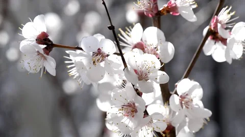 Cherry blossom Stock Footage 73416630
