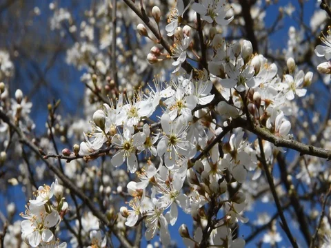 Cherry blossom Stock Footage 73896176
