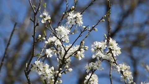 Cherry blossom Stock Footage 73896731