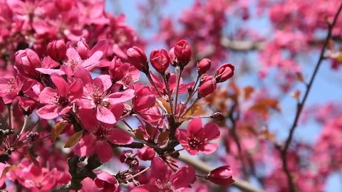 Cherry blossom Stock Footage 74185318