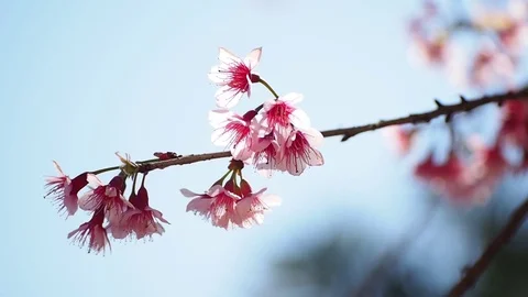 Cherry blossom Stock Footage 74276153