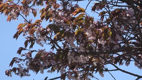 Cherry blossom Video stock 75394309