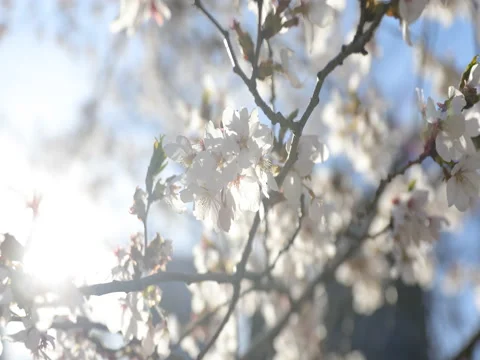 Cherry Blossom Stock Footage 75587499