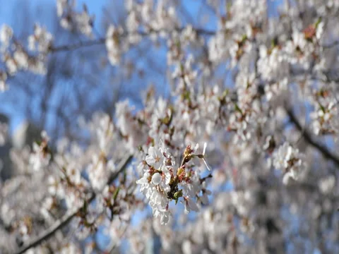 Cherry blossom Stock Footage 75587546
