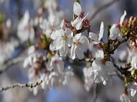 Cherry blossom Stock Footage 75587621