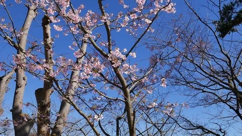 Cherry Blossom Stock-Footage 76445686