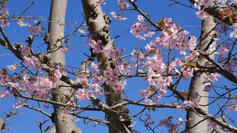 Cherry Blossom Stock-Footage 76478361