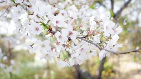 CHERRY BLOSSOM Stock Footage 78288463