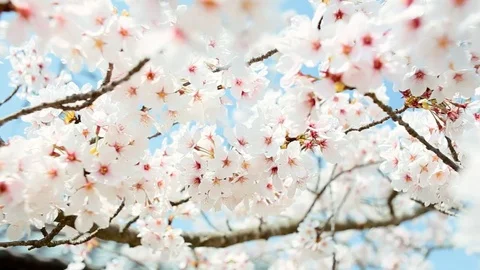 Cherry Blossom Stock-Footage 81314181
