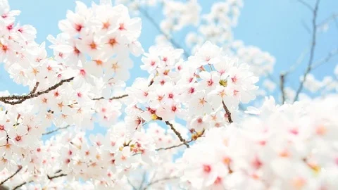 Cherry Blossom Stockbeeldmateriaal 81314194