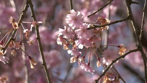 Cherry Blossom Stock Footage 82239982