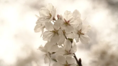 Cherry Blossom Stock Footage 88756836