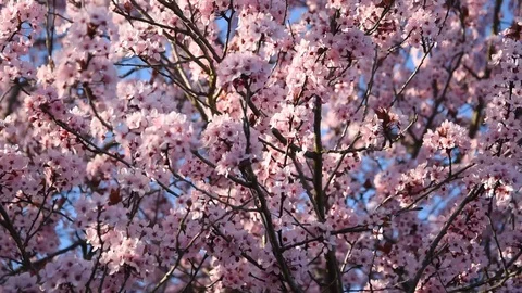 Cherry blossom Stock Footage 105127777