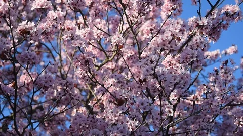 Cherry blossom Stock Footage 105128150