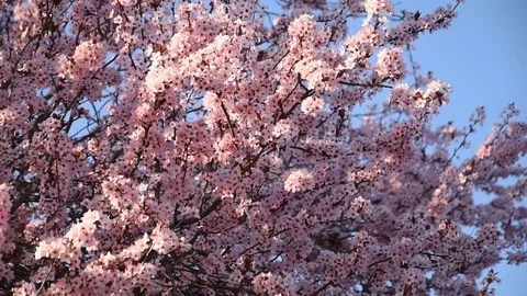 Cherry blossom Stock Footage 105128731