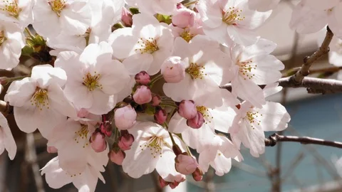 Cherry Blossom Vídeo Stock 106043105