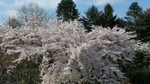 Cherry Blossom Stock Footage 106337353