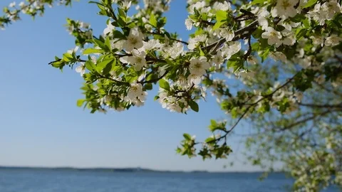 Cherry blossom Video stock 107157203