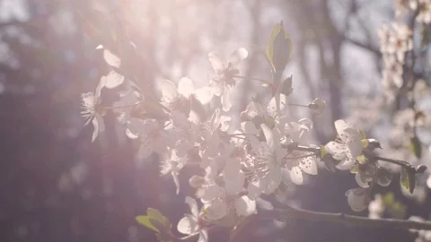 Cherry blossom Stock Footage 108452319