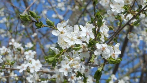 Cherry blossom Stock Footage 108452334