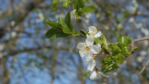 Cherry blossom Stock Footage 108452340
