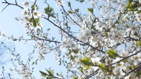 Cherry blossom Stock Footage 108452343