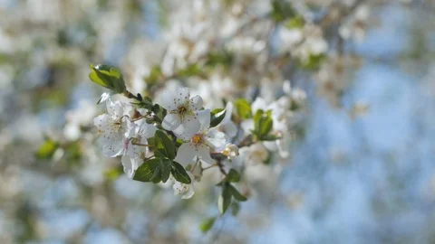 Cherry blossom Stock Footage 108452396