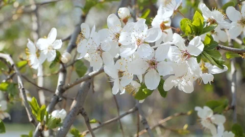 Cherry blossom Stock Footage 108452399