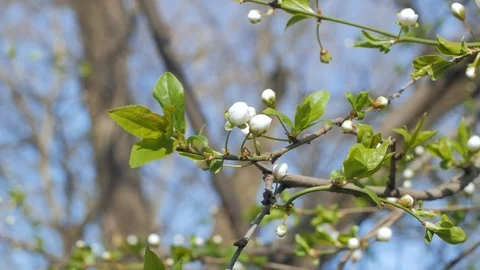 Cherry blossom Stock Footage 108452417