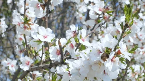 Cherry blossom Stock Footage 108452477