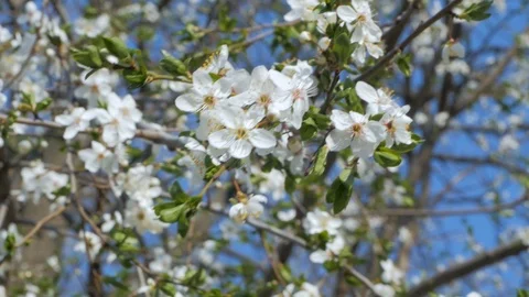 Cherry blossom Stock Footage 108452631