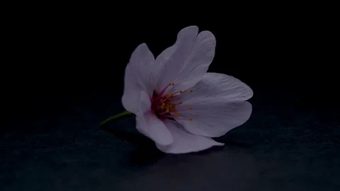 Cherry blossom Stock Footage 117219149