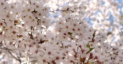 Cherry blossom Video stock 121067735