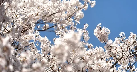 Cherry blossom Stock Footage 121735800
