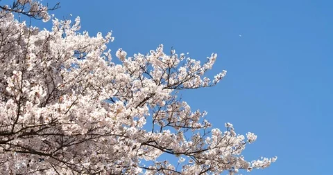 Cherry blossom Video stock 122028035