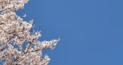 Cherry blossom Stock Footage 122029915