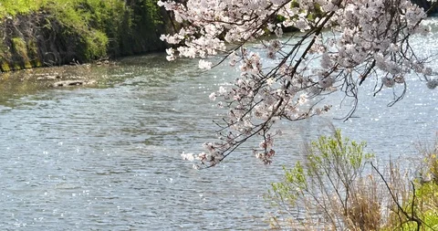 Cherry blossom Stock Footage 122138715