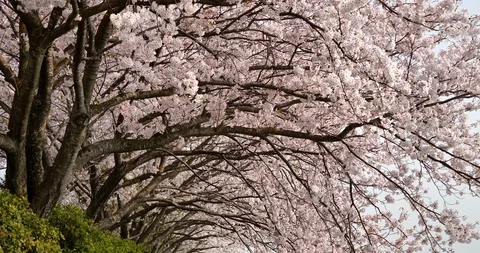 Cherry blossom Stock Footage 122231099