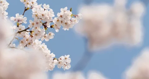 Cherry blossom Stock Footage 122390800