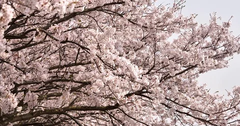 Cherry blossom Stock Footage 122967987