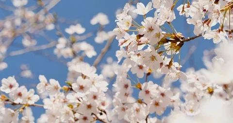 Cherry blossom Stock Footage 124249304