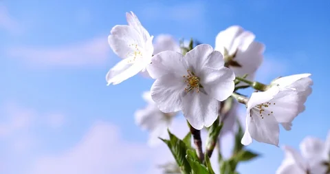 Cherry blossom Stock Footage 125658080