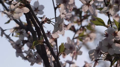 Cherry Blossom Stock Footage 128805928